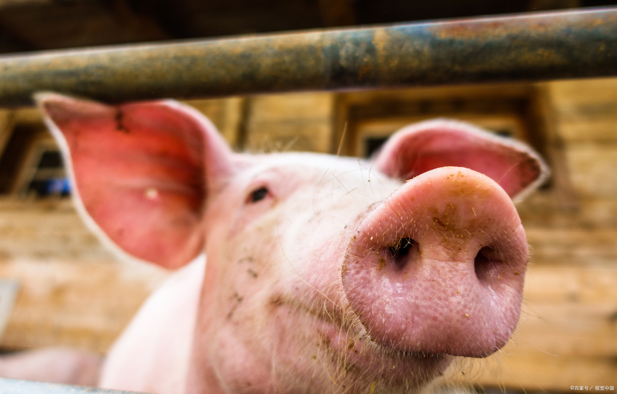 猪胀肚最快解决方法,如何让猪肚子变脆