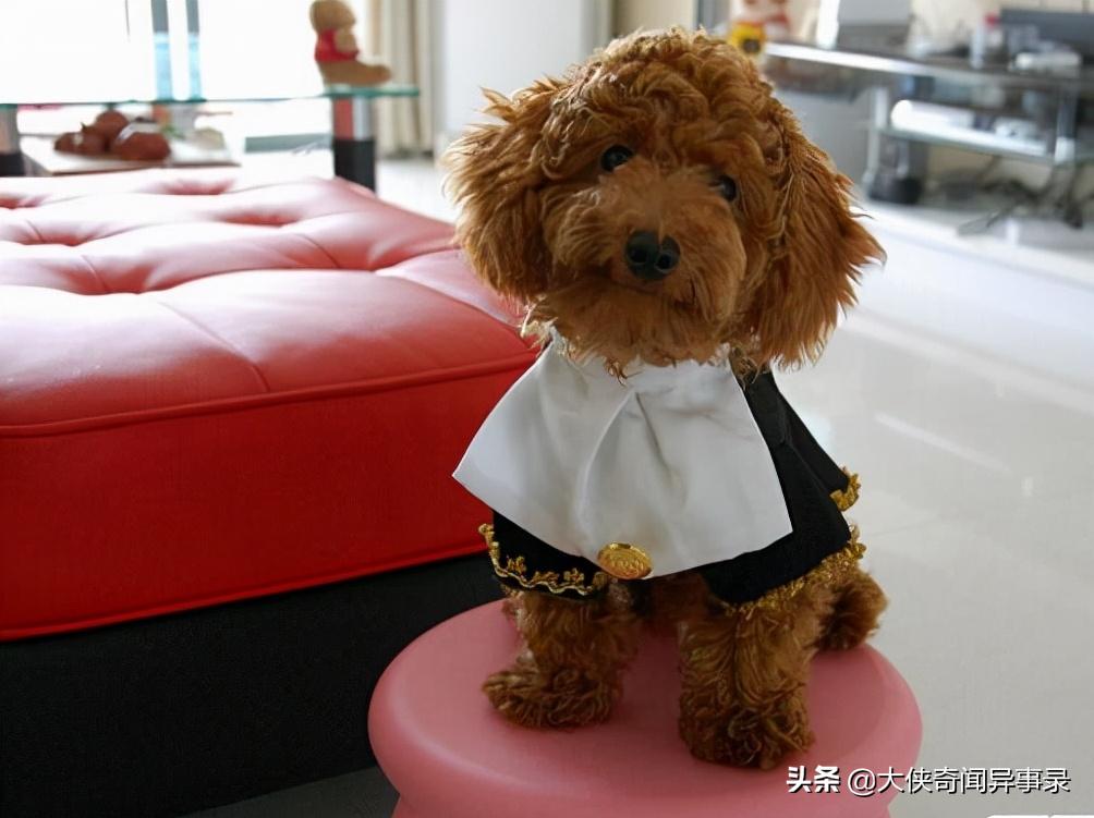 女生为什么不能养泰迪博美,女生能养泰迪吗