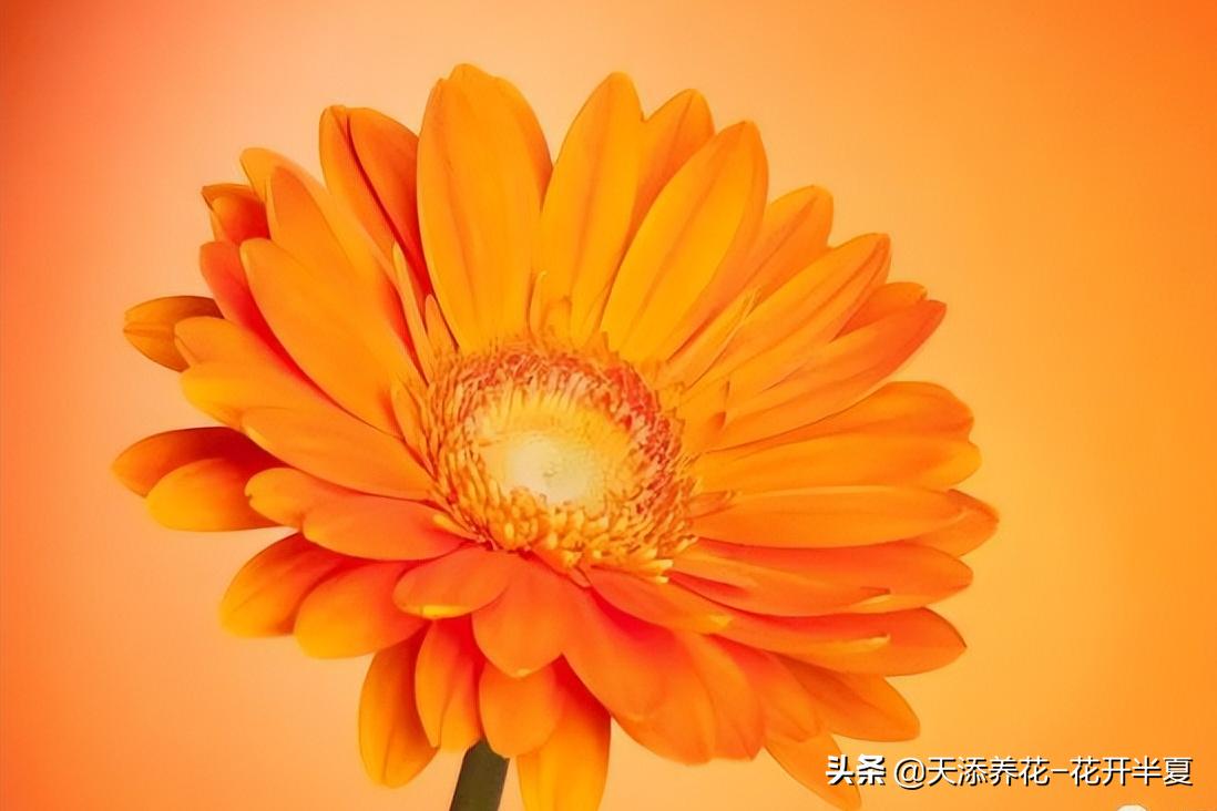 扶郎花的花语和寓意150字简介,扶郎花的花语和寓意