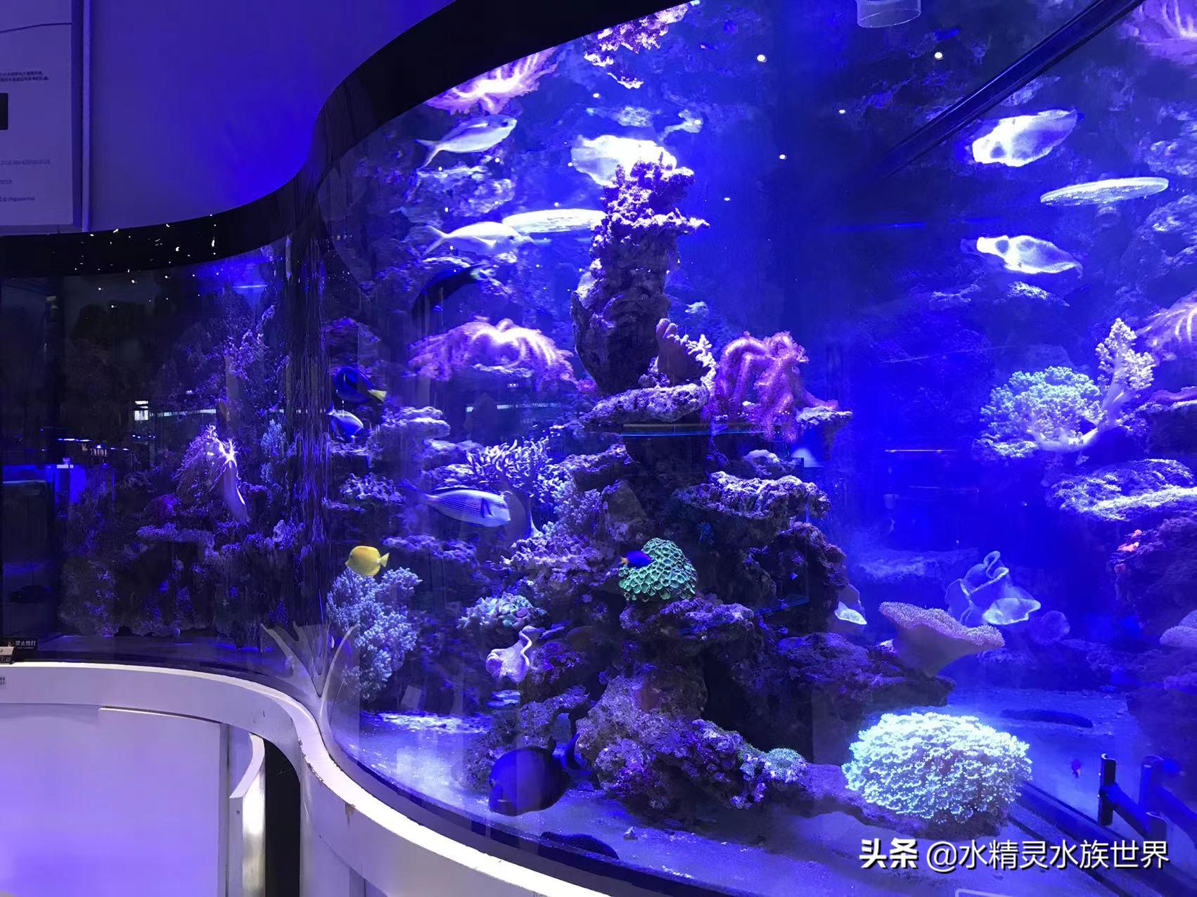 常见海水鱼品种介绍及饲养手册,人工饲养的食用海水鱼有什么