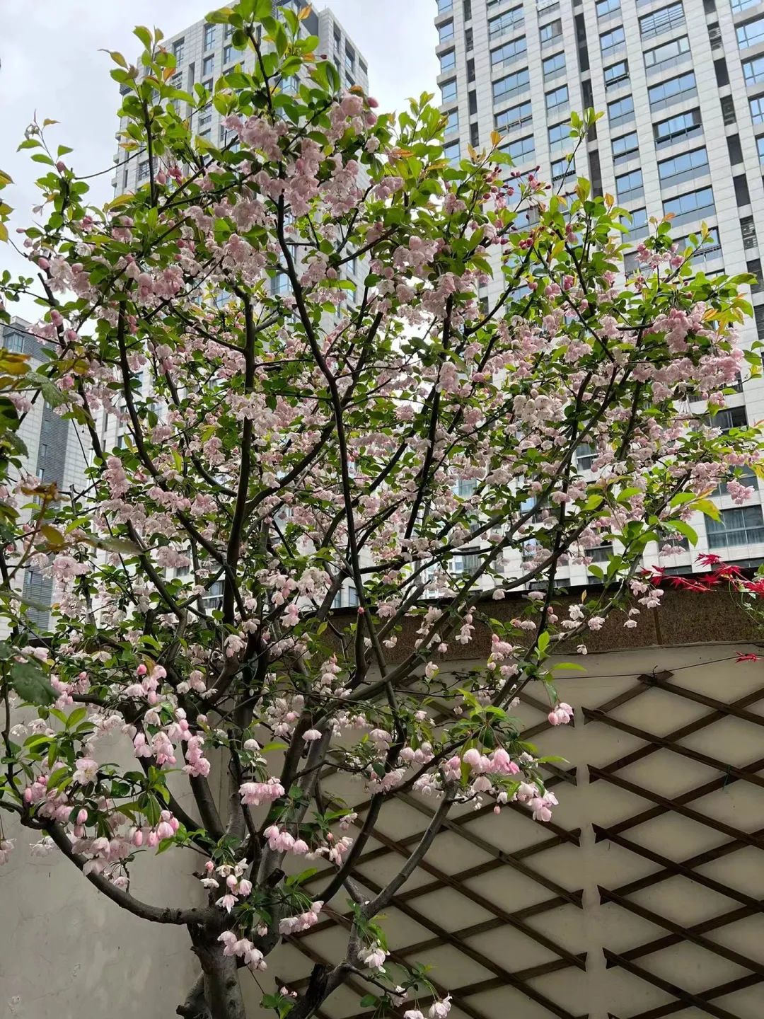 老人们家门口人越多越好是真的吗,门前有三种树家兴人又旺