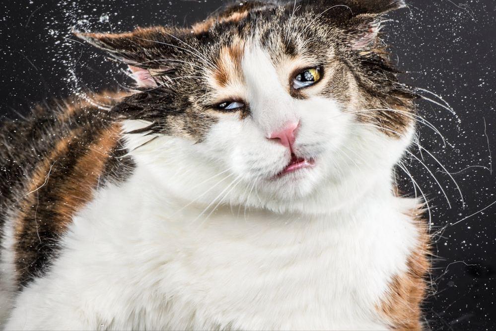 猫耳朵耳垢还是耳螨,怎么确定猫耳朵是耳垢还是耳螨