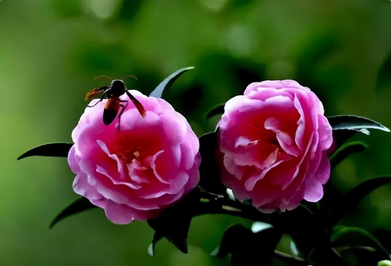 中国十大名花排行榜及图片,中国十大名花明细