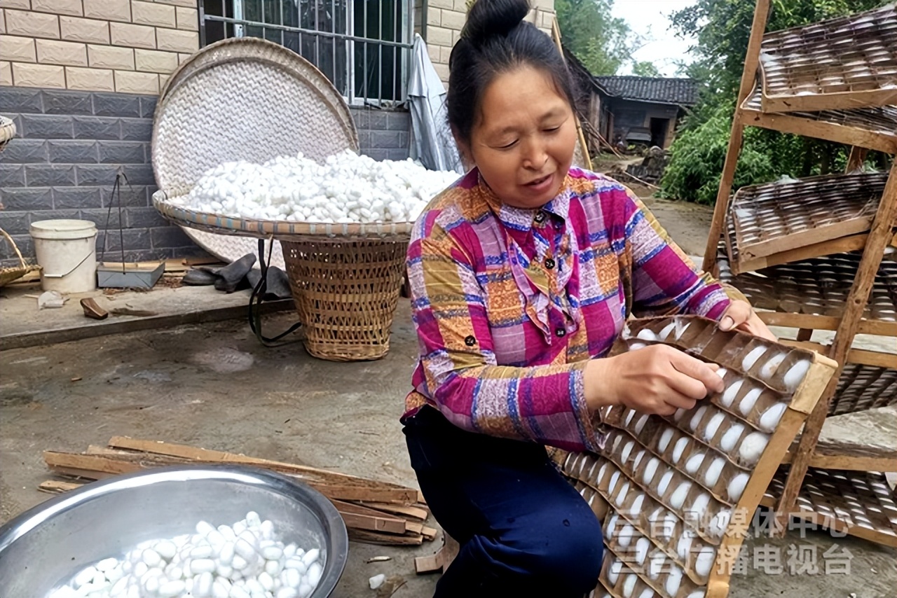 小小“银茧”拓宽农民致富道路