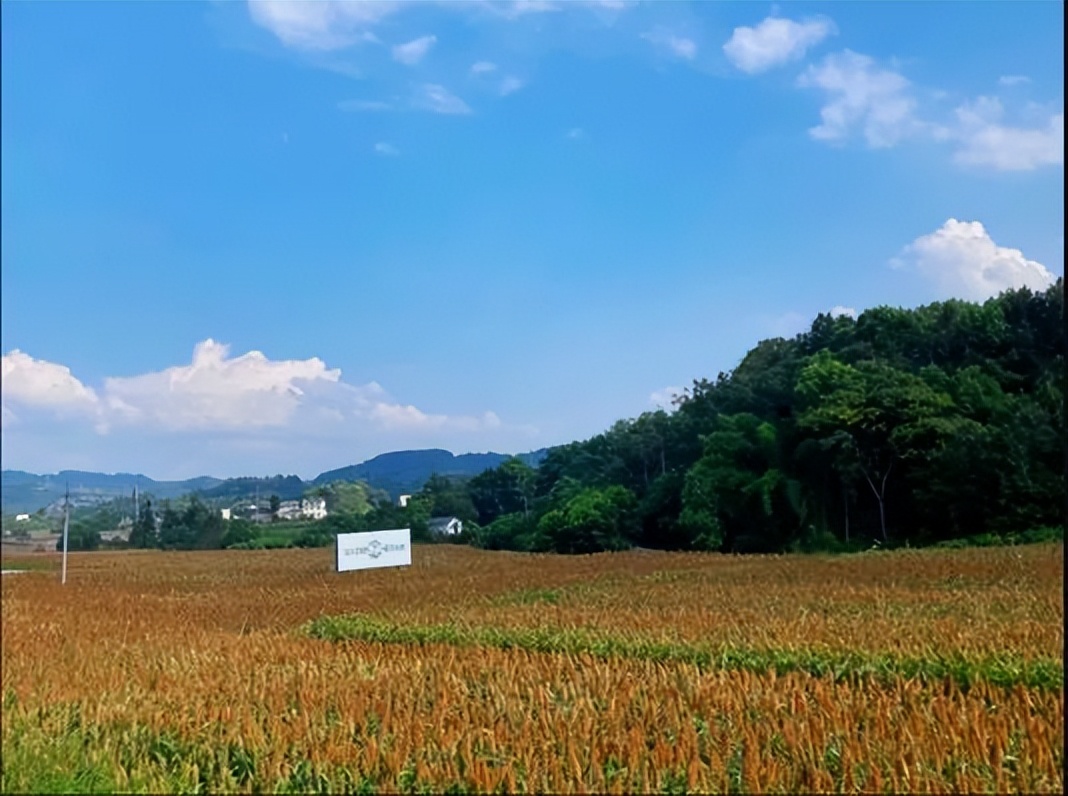 江小白2021比赛,江小白2020