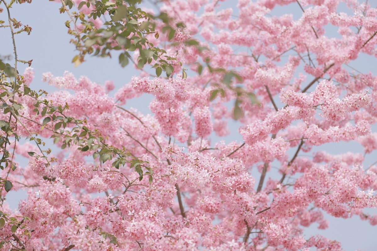 成都春天超美的地方,成都现在风景最美的地方