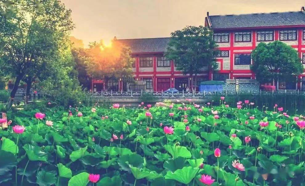 漯河赏荷,漯河看荷花的地方