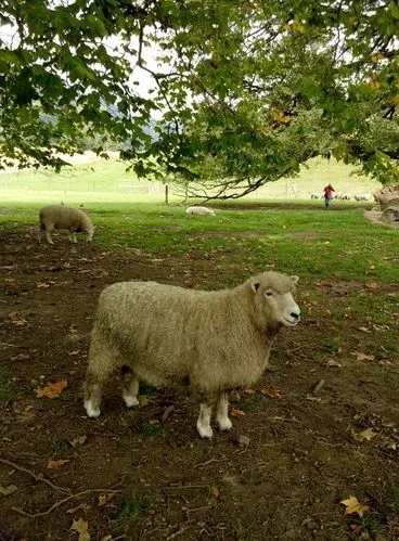 索科罗岛美利奴羊羔的形态描述和体重预测