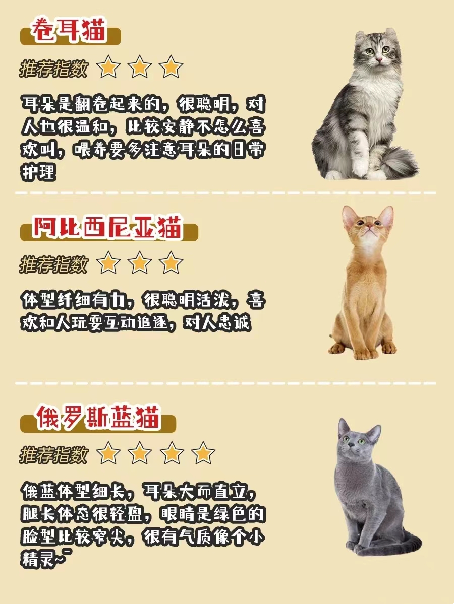 新手选猫怎么避雷,新手选猫应该选哪种猫
