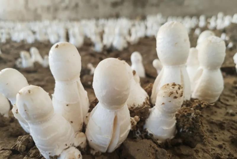 奇台种植羊肚菌开拓增收新路子,农民增收致富金钥匙