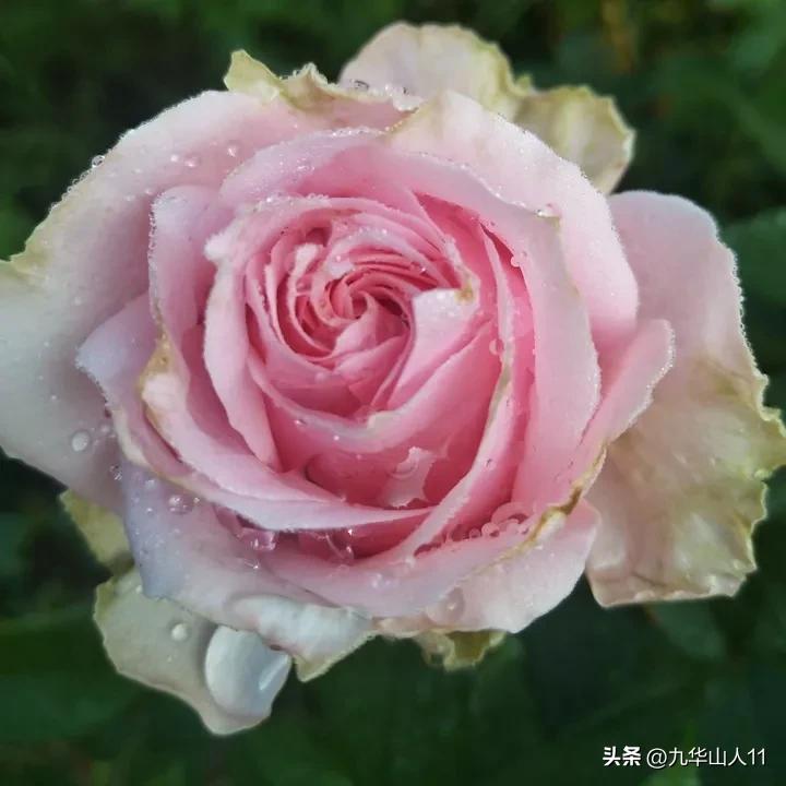 微型月季嫁接最佳品种,丰花微型月季品种有哪些