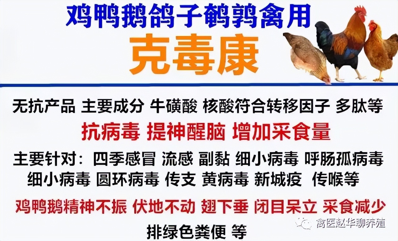 鸡冠和鸡脚发黑是什么原因,鸡子鸡冠发黑是怎么回事