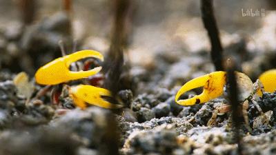 原来它们也有“性丑闻”,这片看完让我大开眼界