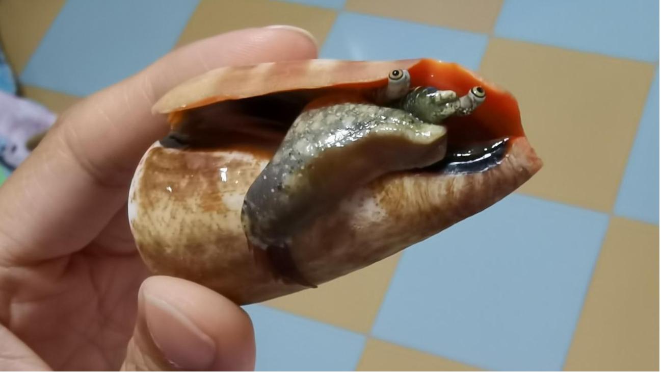 海南海鲜贝类有哪些,海南海鲜贝类