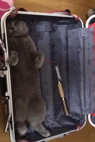 最不建议养的10种猫,猫界中哪只猫脾气最差