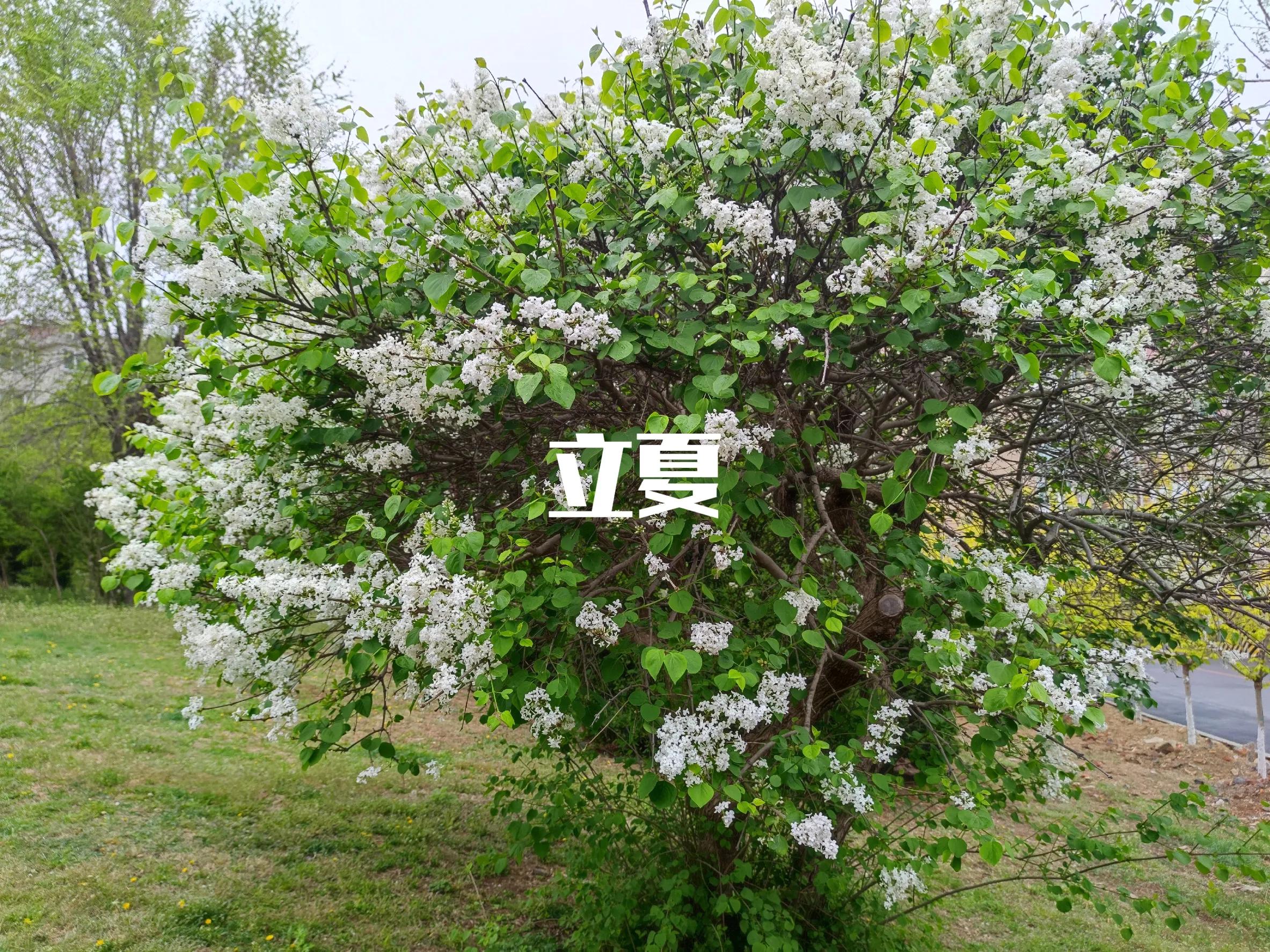 明日立夏蔬菜食谱,明日立夏养心食物