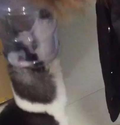 哈士奇有多调皮呢,哈士奇傻傻其实二哈聪明