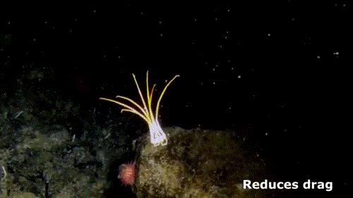 海蜘蛛真的没有天敌吗,海蜘蛛怎么存活45亿年的