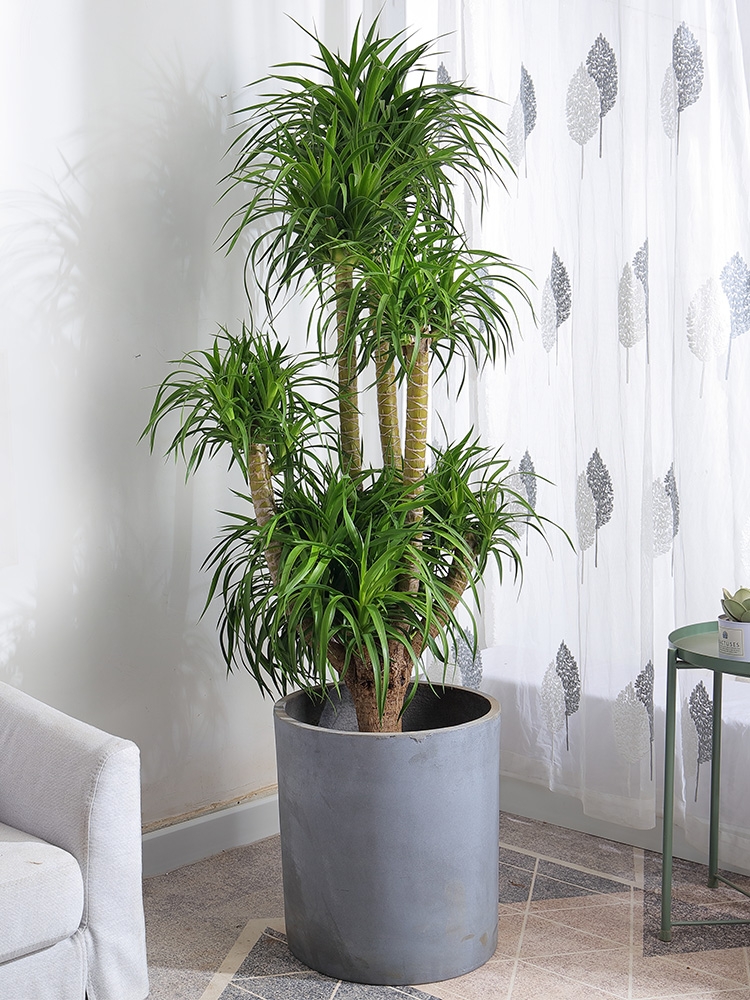 超级好养的大绿植排名前十,比较好养的大型绿植