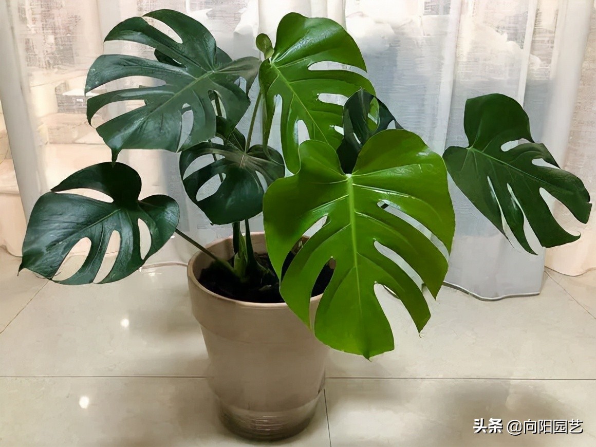 室外阳台观叶植物,阳台盆栽观叶植物