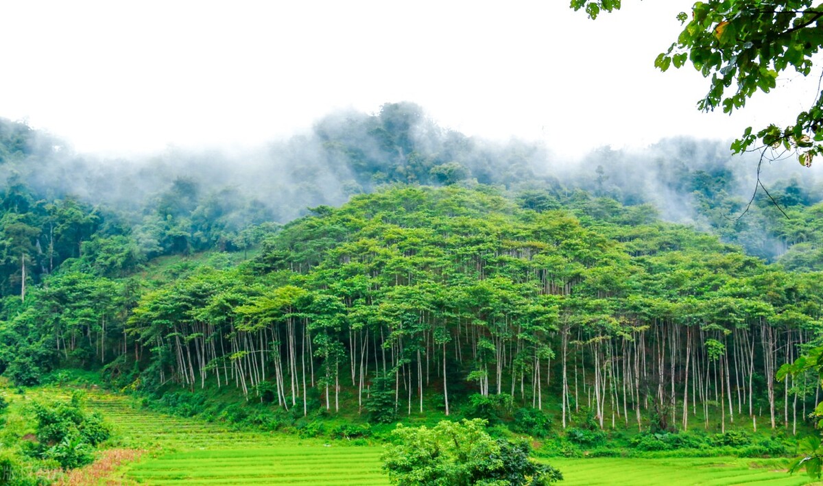 西双版纳望天树景区与热带植物园,西双版纳值得去的四个旅游景点