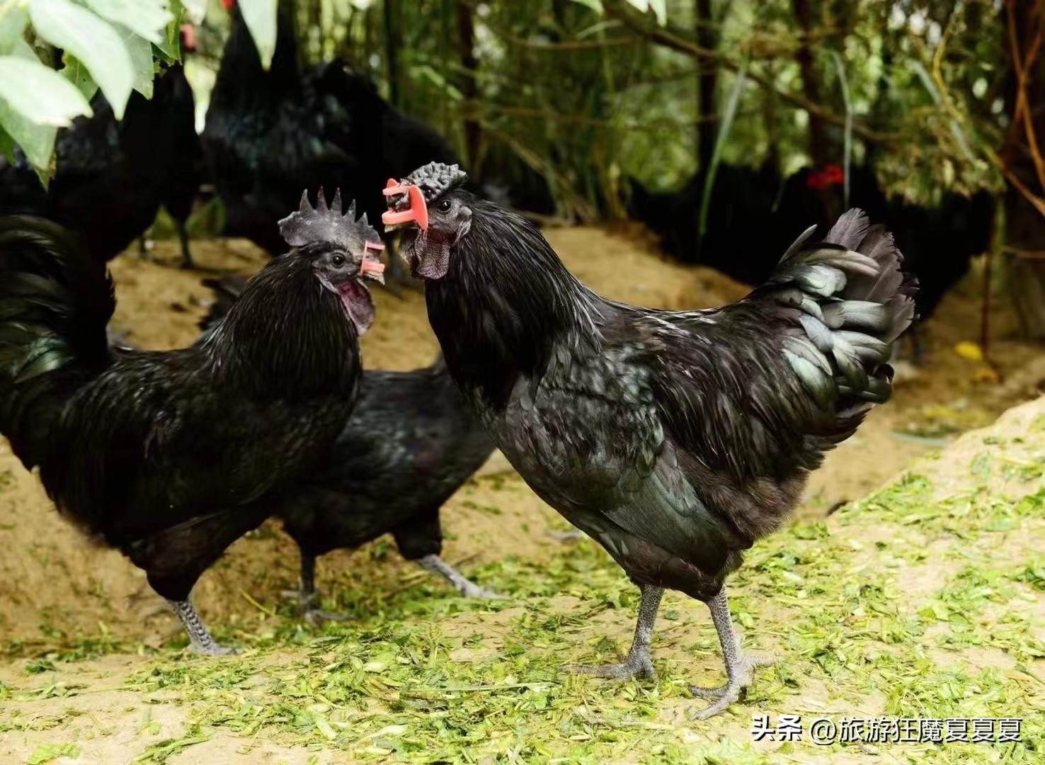 四川七个大学生创业养鸡？一干就是15年，养鸡场都能成了旅游景点