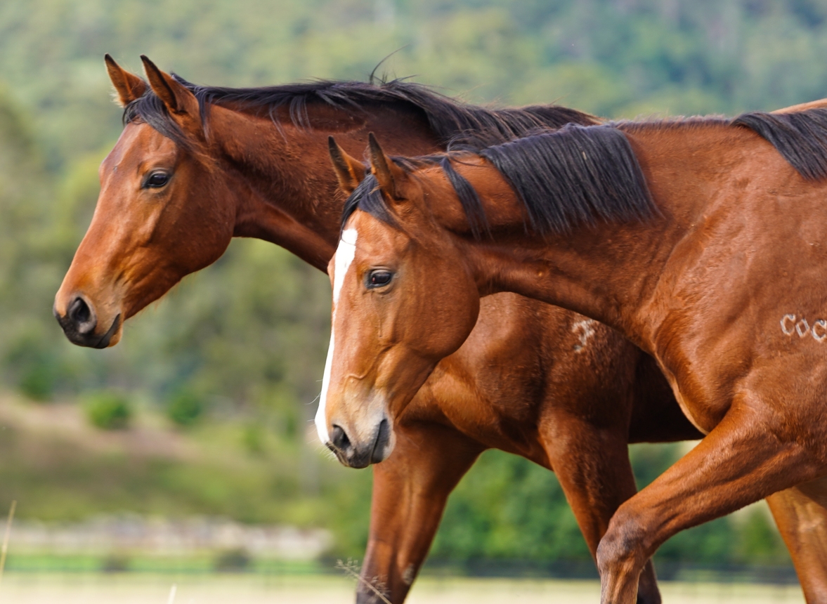 为什么几吨重的大象会被木桩拴住,大象最大多大能活多少年