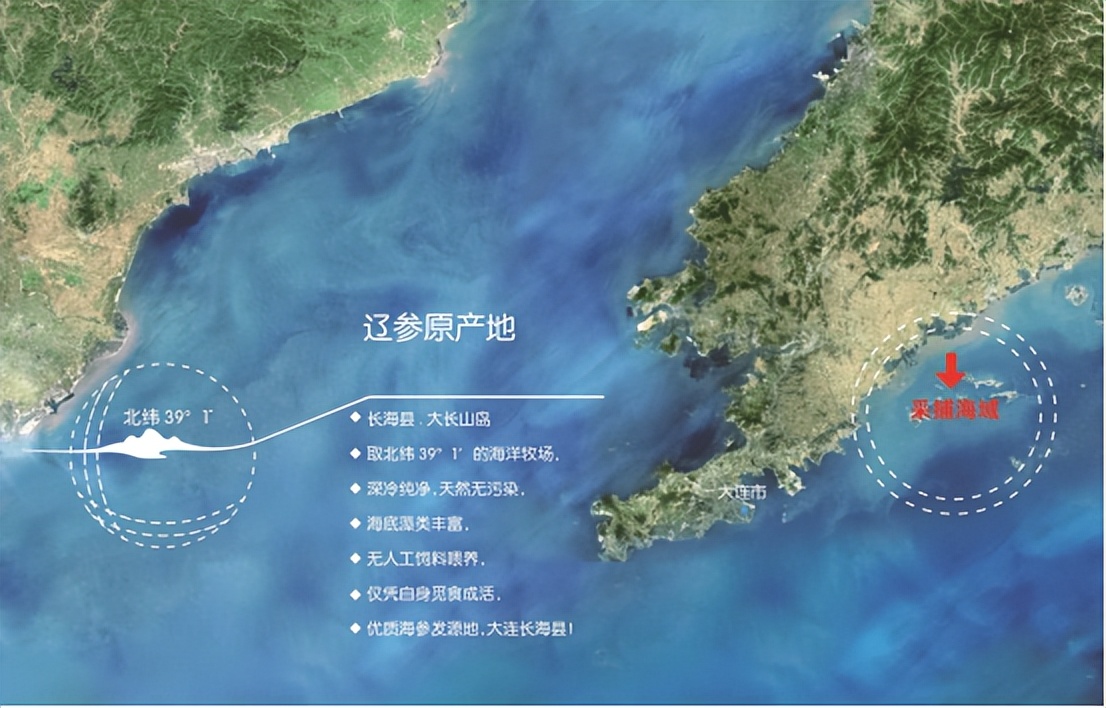 海参不能碰什么,海参为什么会化成一滩水