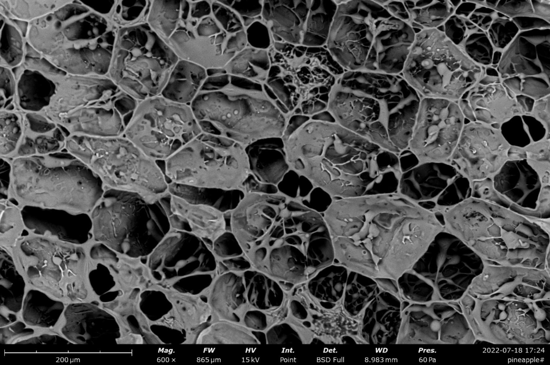飞纳电镜和含水样品的冰雪奇缘