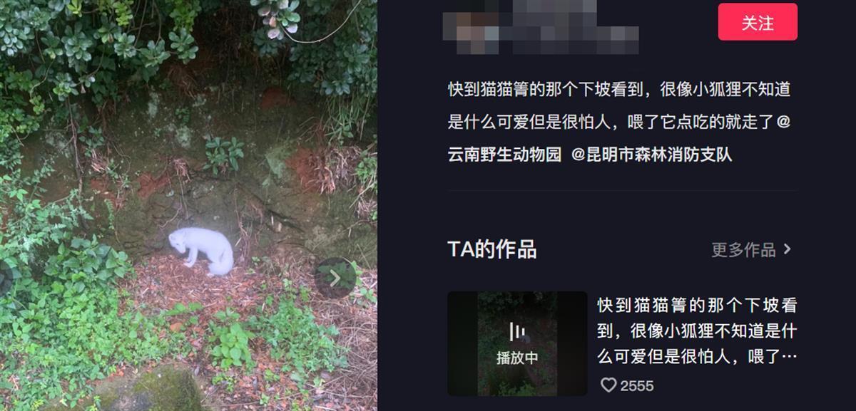 罕见白狐现身杭州！眼神很媚、爱吃火腿不怕人，为何说绝非好事？