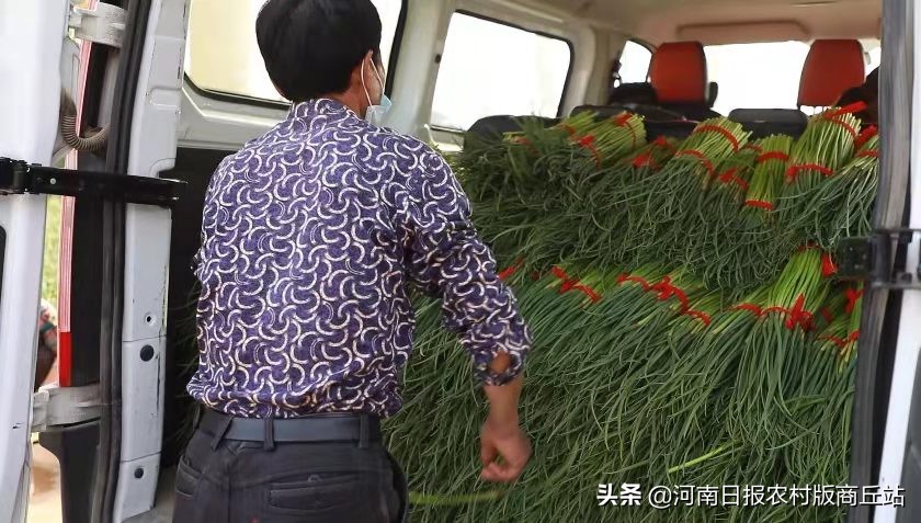 商丘爱心团队购三万斤滞销萝卜,滞销蔬菜引发爱心接力