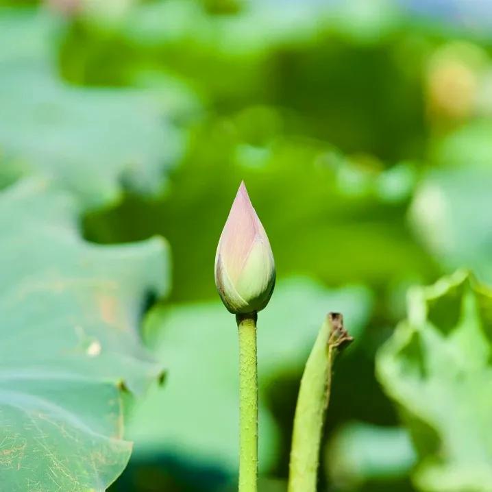 小暑至盛夏始二十四节气之小暑,大暑节气小暑