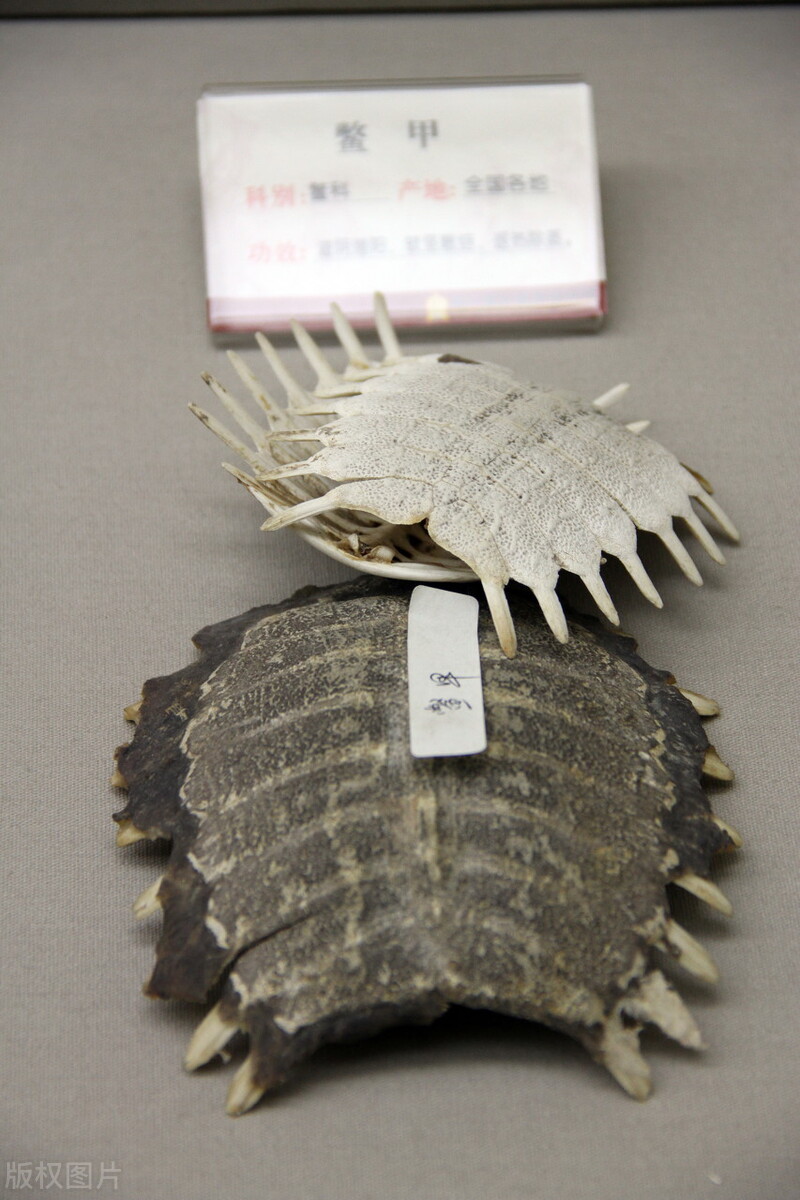 兽药知识兽药分类及药理配伍,兽药常识