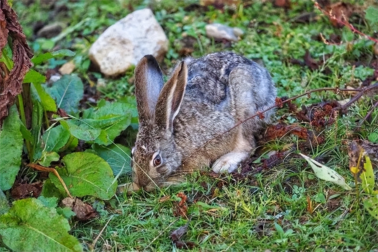 澳大利亚野兔泛滥成灾体重近百斤,澳大利亚野兔成灾野兔上百斤