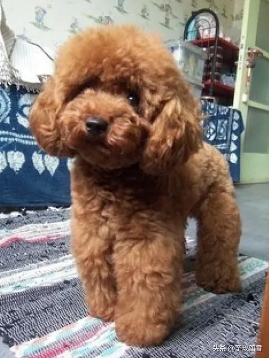 狗的种类常见宠物狗的品种及特点,宠物狗种类及特点