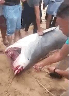 俄罗斯男子在海边被鲨鱼咬死,俄罗斯男子被鲨鱼咬死鲨鱼被捕