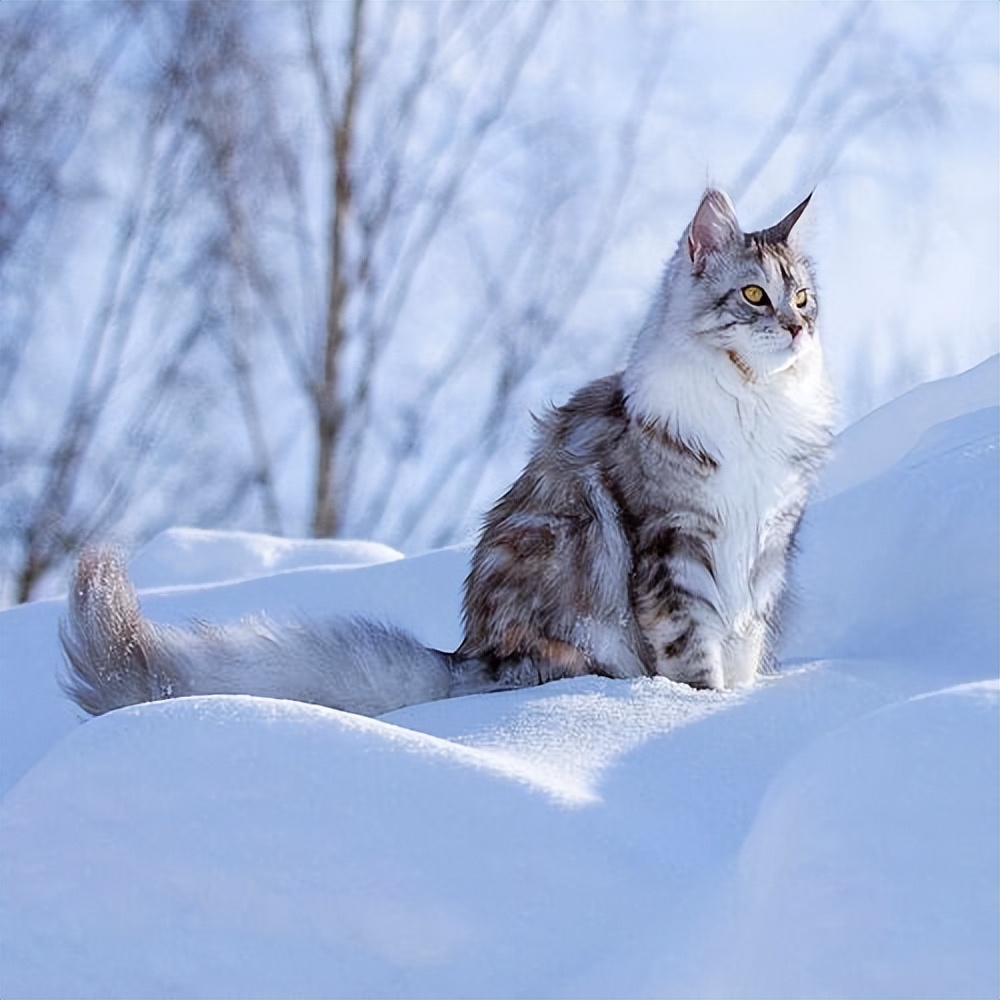 养猫首选这6种猫,养猫最好的4种人