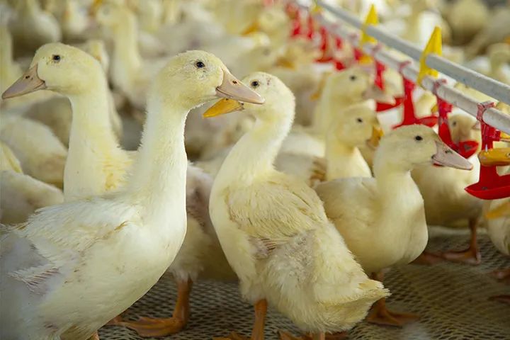 9月“羽绒寝具及被子”出口统计/法国民众抢购羽绒被等保暖品