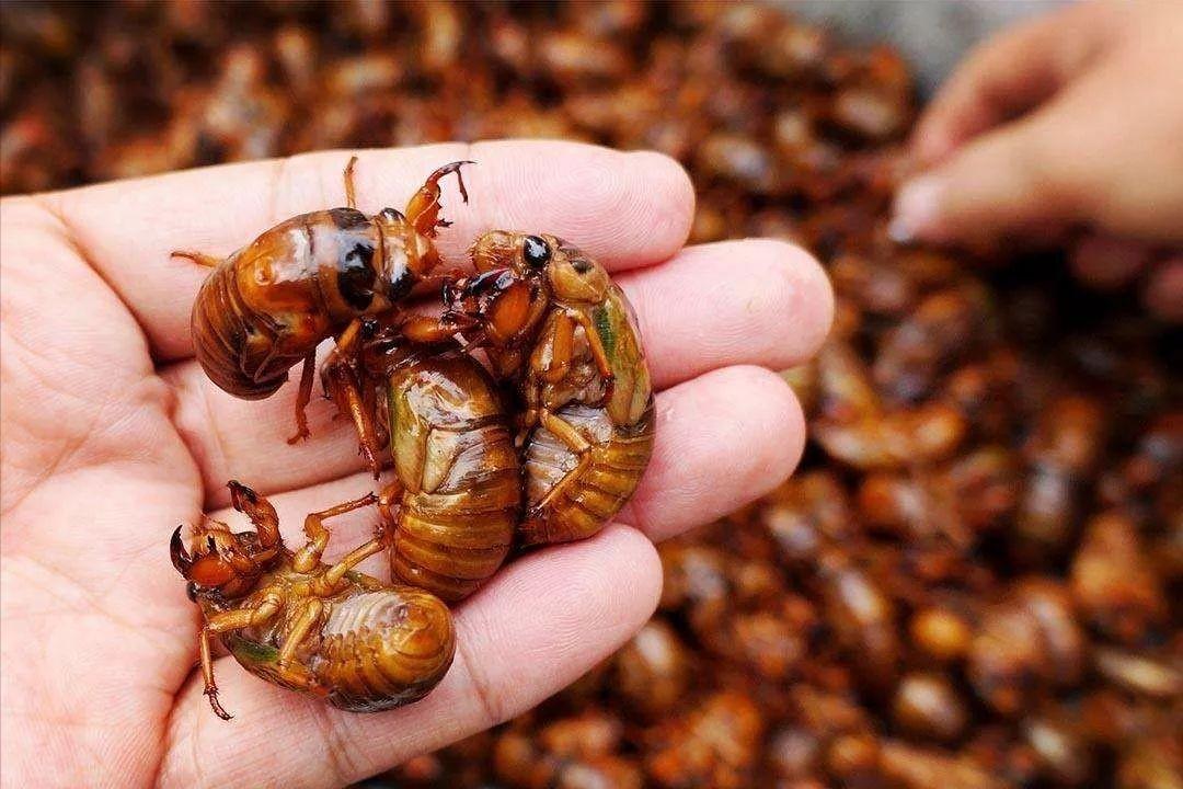 在美国知了猴泛滥,中国人在美国吃知了猴