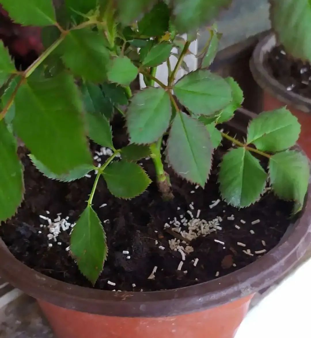 室内养花除虫小妙招,养花生虫最好的方法