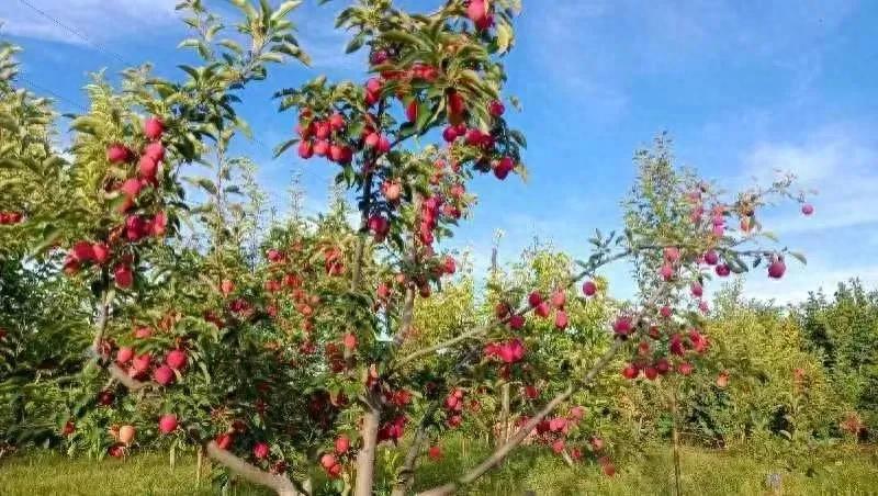 石家庄鸡心果,石家庄鸡心果几月份能长大