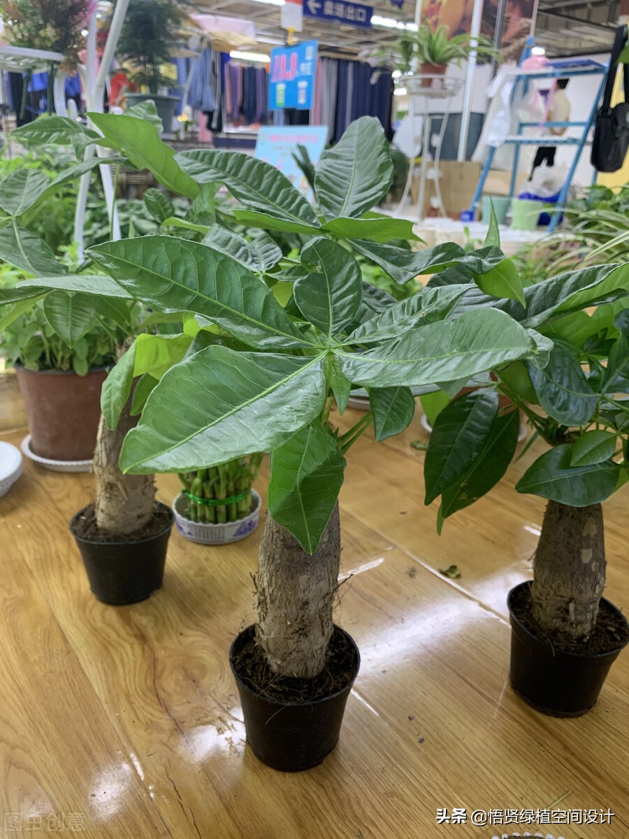 室内盆栽去甲醛植物不需要阳光,绿植盆栽桌面盆栽吸甲醛净化空气