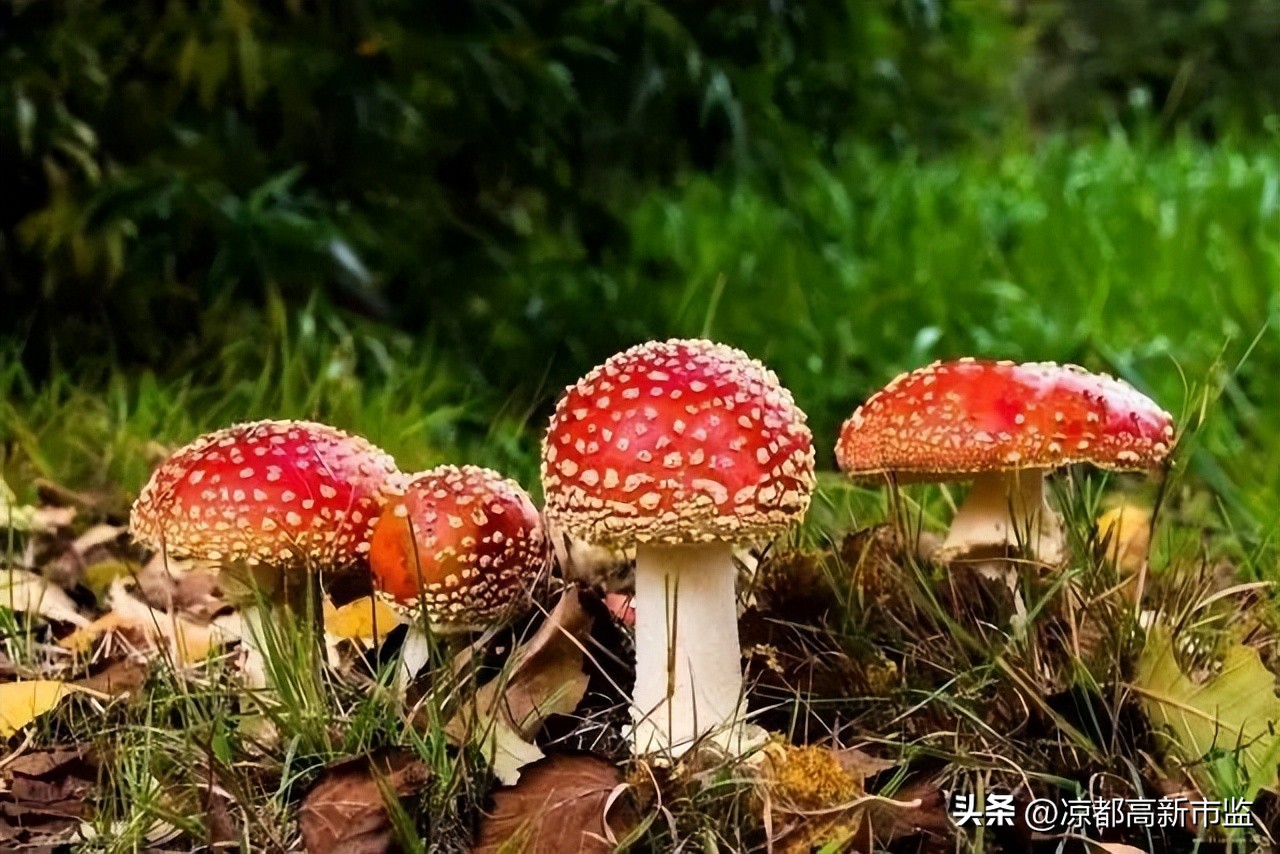 禁止食用有毒野生菌的小口诀,警惕毒蘑菇慎食野生菌