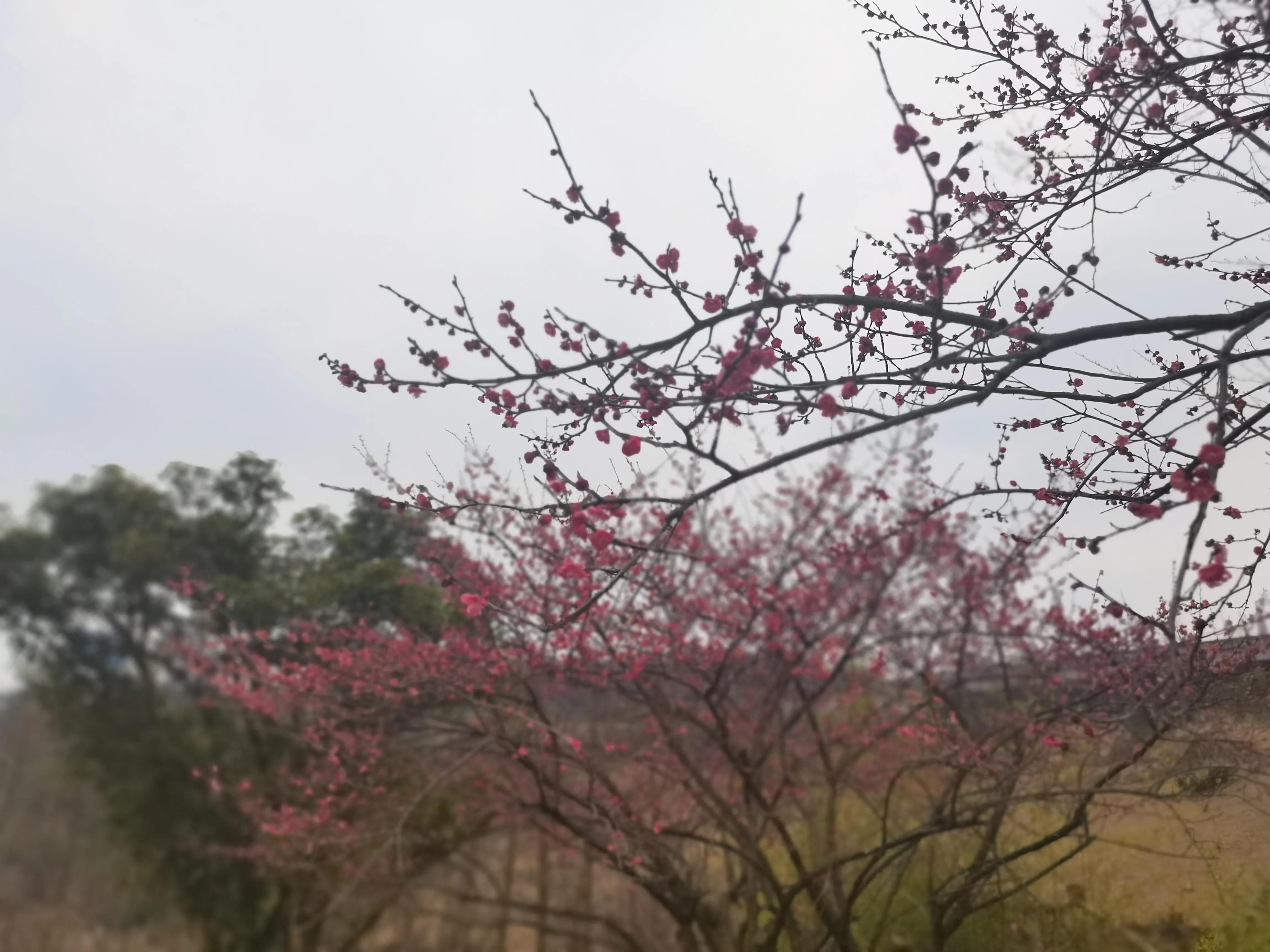 贵阳双龙生态公园怎么样,贵阳菊海双龙生态公园房价