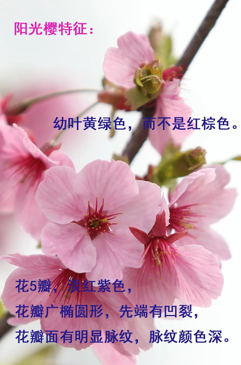 染井吉野樱花是什么樱花,大岛樱花和染井吉野樱的区别