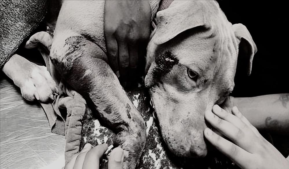 1998年美国温顺杂交犬咬死女主人,1998年温顺杂交犬将主人折磨致死