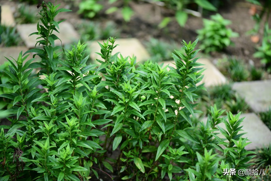 看到你的花园那么惨，我就安心了|园丁