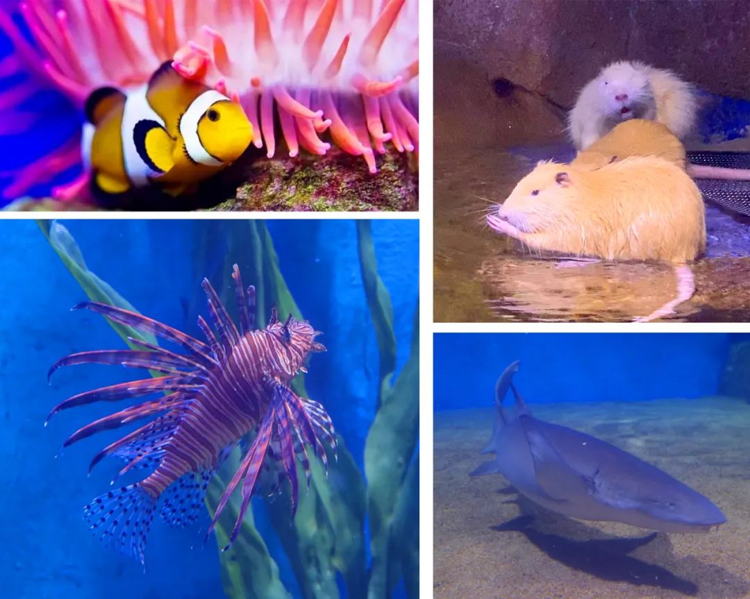 滨州海底世界5.1演出时间表,滨州海底世界39.9团购票