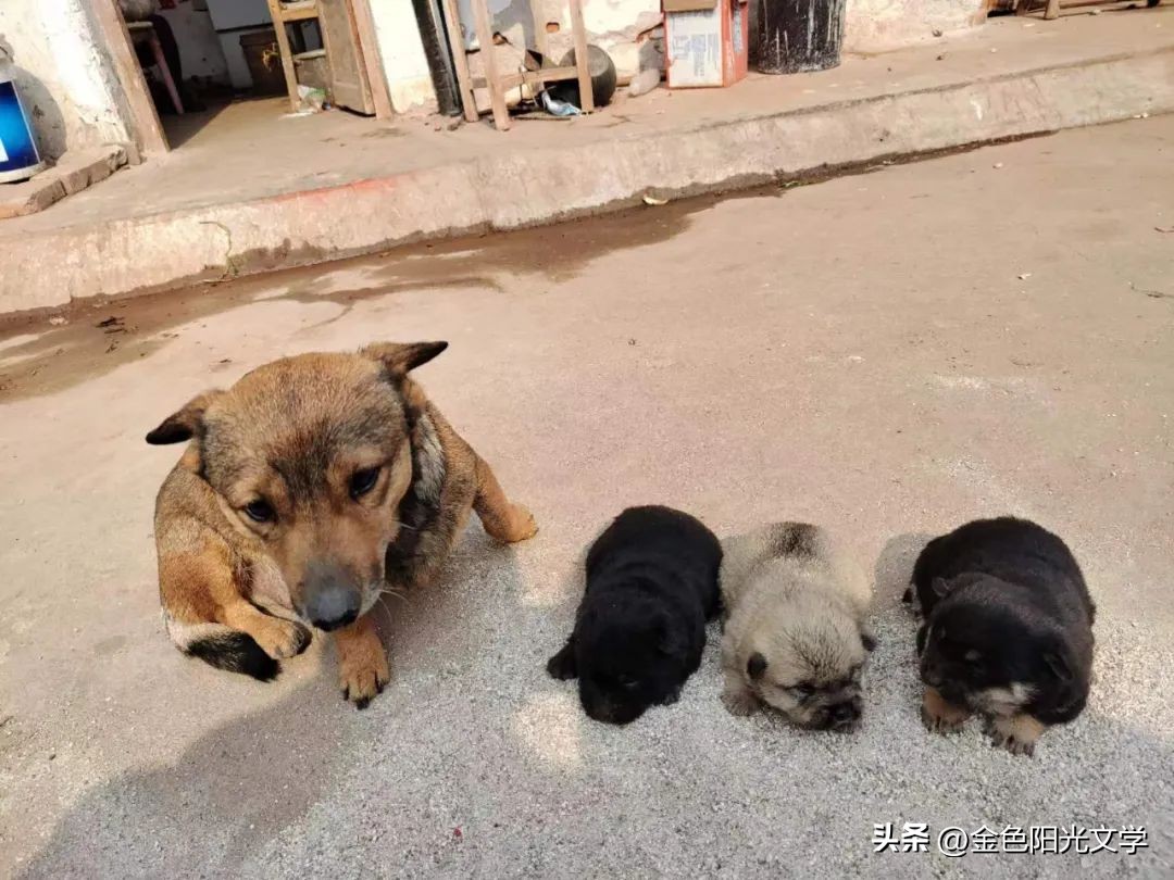 一年级自己画图写话,一年级看图说话写话