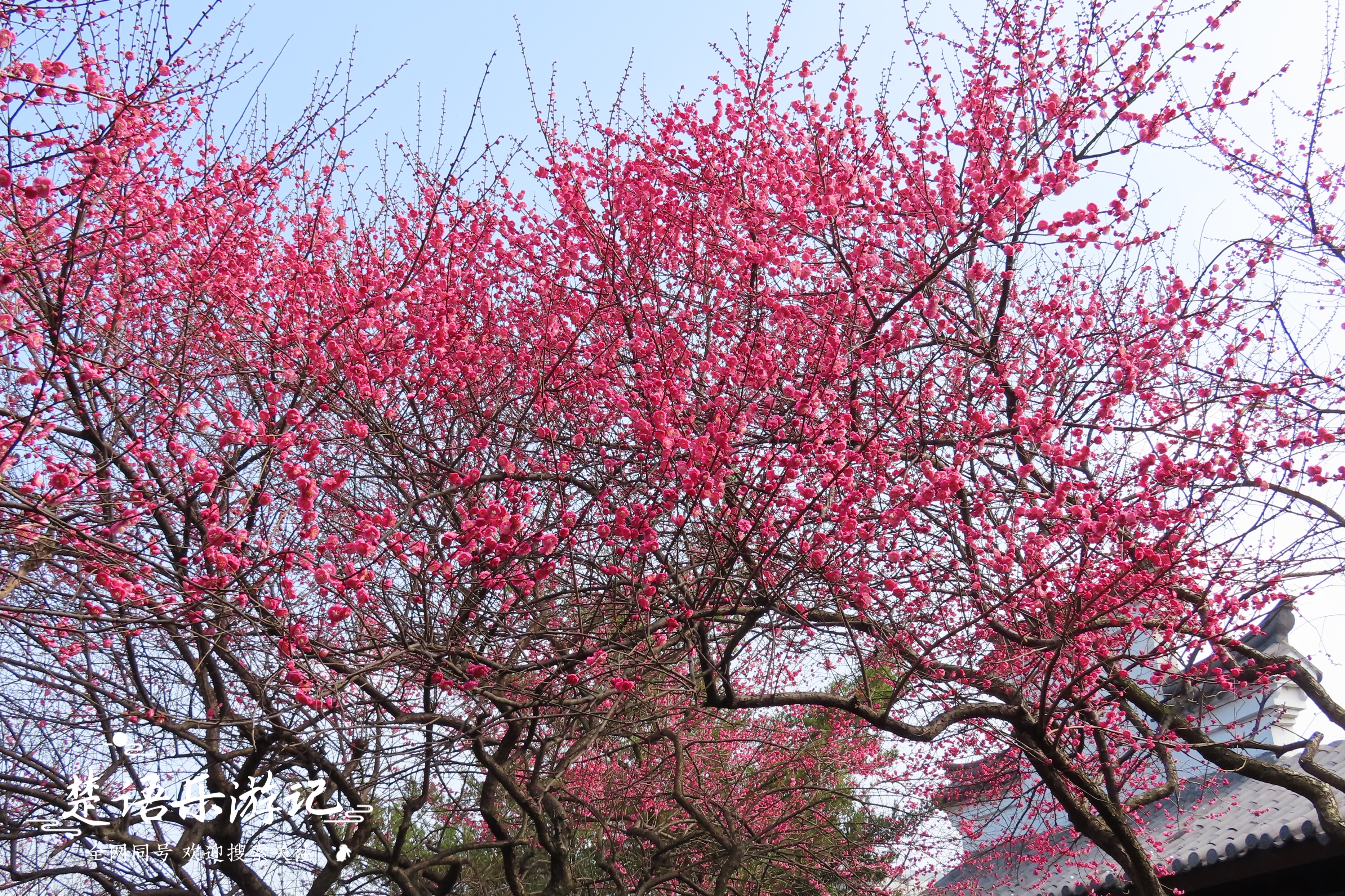 绍兴赏梅全攻略,浙江赏梅最好的地方